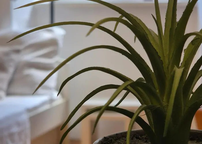 Ritual Center דירה